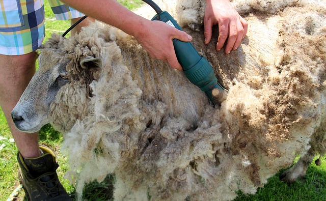 mouton en train d'être tissé