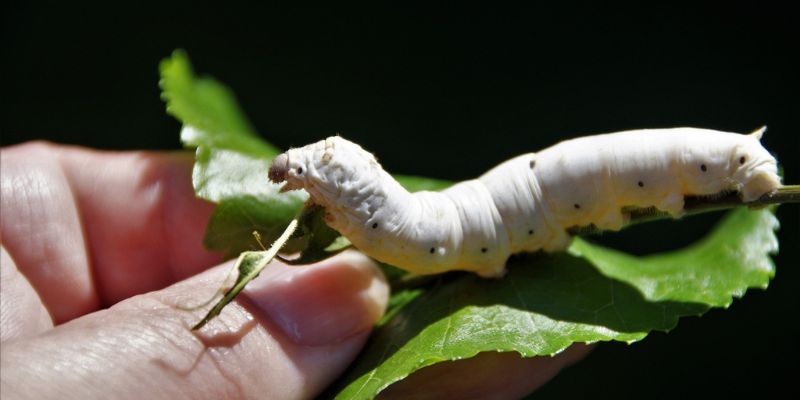 La soie est une fibre protéique produite par les vers à soie (chenilles de certaines espèces de papillons)